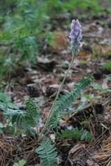 Oxytropis spicata