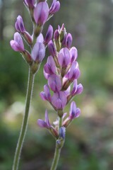 Oxytropis spicata