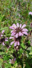 Phlomoides tuberosa