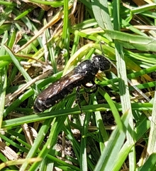 Chelostoma florisomne