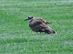 Charadrius vociferus