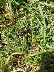 Chelostoma florisomne