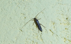 Methia tlaxcalaensis