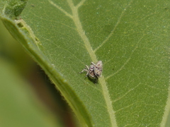 Cylindrocopturus adspersus