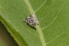 Cylindrocopturus adspersus