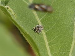 Cylindrocopturus adspersus