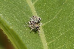 Cylindrocopturus adspersus