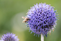 Apis mellifera