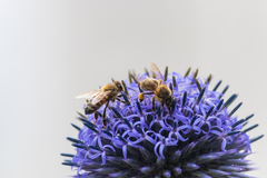 Apis mellifera