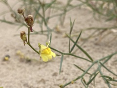 Linaria odora
