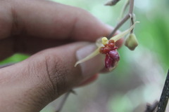 Plocoglottis