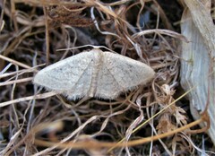 Idaea palaestinensis