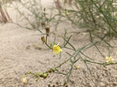 Linaria odora