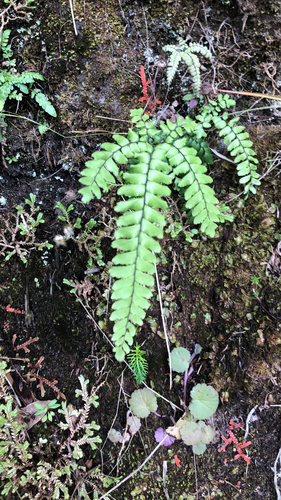 Adiantum hispidulum image