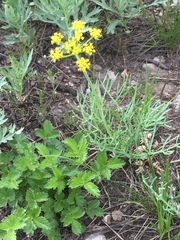 Lomatium triternatum triternatum