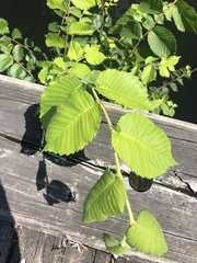 Ulmus americana