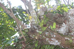 Bulbophyllum vaginatum