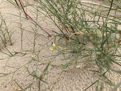 Linaria odora