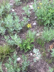 Lomatium triternatum triternatum