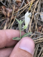 Scutellaria californica