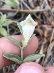Scutellaria californica