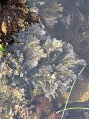 Dictyopteris undulata