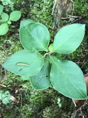Polygaloides paucifolia