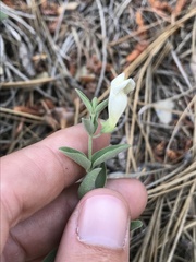 Scutellaria californica