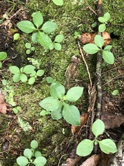 Polygaloides paucifolia