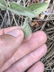 Scutellaria californica
