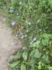 Cichorium intybus