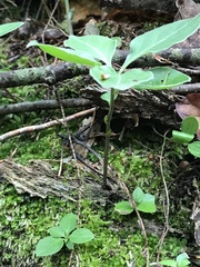 Polygaloides paucifolia