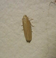 Ematheudes punctella