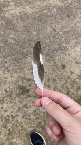 Plume de Gravelot kildir