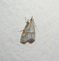 Euchromius superbellus