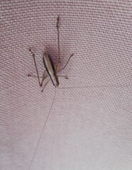 Yersinella raymondii