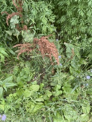 Rumex crispus
