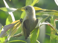 Remiz pendulinus pendulinus