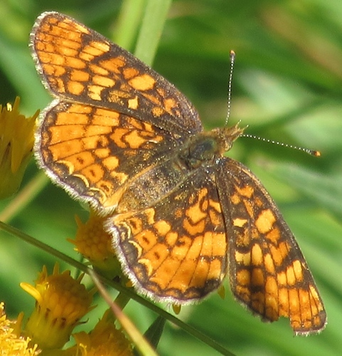 iNaturalist observation photo of Field Crescent