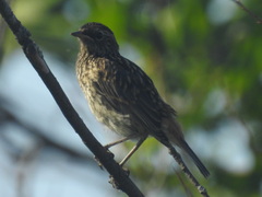 Luscinia svecica svecica