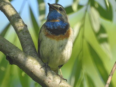 Luscinia svecica svecica