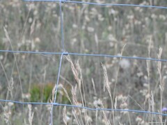 Festuca trichophylla