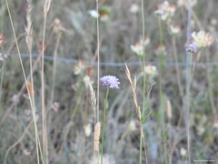 Helictochloa bromoides