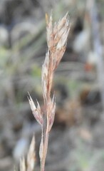 Festuca trichophylla