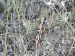 Festuca trichophylla