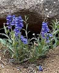 Penstemon glaber