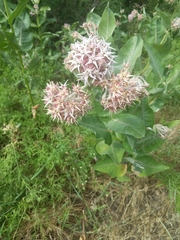 Asclepias speciosa