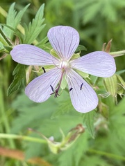 Geranium pratense