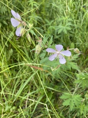 Geranium pratense