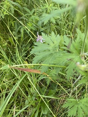 Geranium pratense